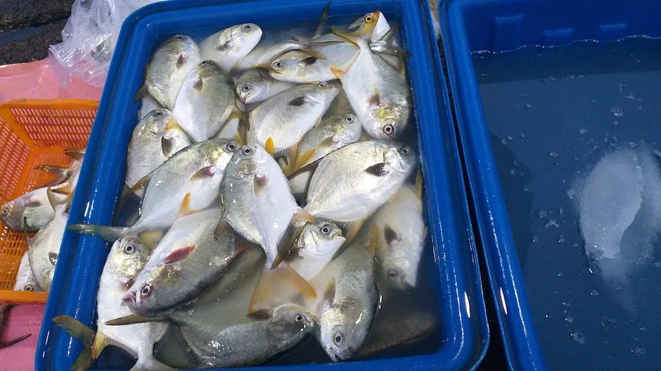 Chợ cá tồn tại mấy trăm năm giữa lòng Phan Thiết, là một trong những nơi bán hải sản ngon-bổ-rẻ bậc nhất - 5
