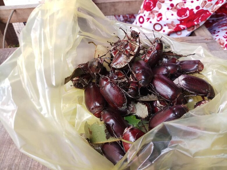 Con vật khiến nhiều người &#34;sợ chết khiếp&#34; là đặc sản gây nghiện của An Giang, xưa chỉ người nghèo ăn nay ai cũng lùng mua - 2