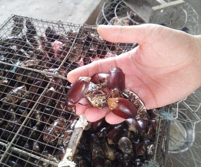 Con vật khiến nhiều người &#34;sợ chết khiếp&#34; là đặc sản gây nghiện của An Giang, xưa chỉ người nghèo ăn nay ai cũng lùng mua - 1