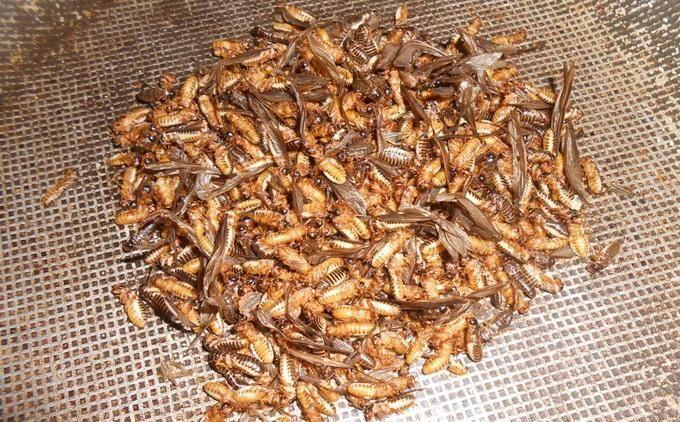 Con vật nhìn rợn gai ốc nhiều người xua đuổi lại là đặc sản của người Quảng Nam, mang hương vị của lòng hiếu thảo - 2