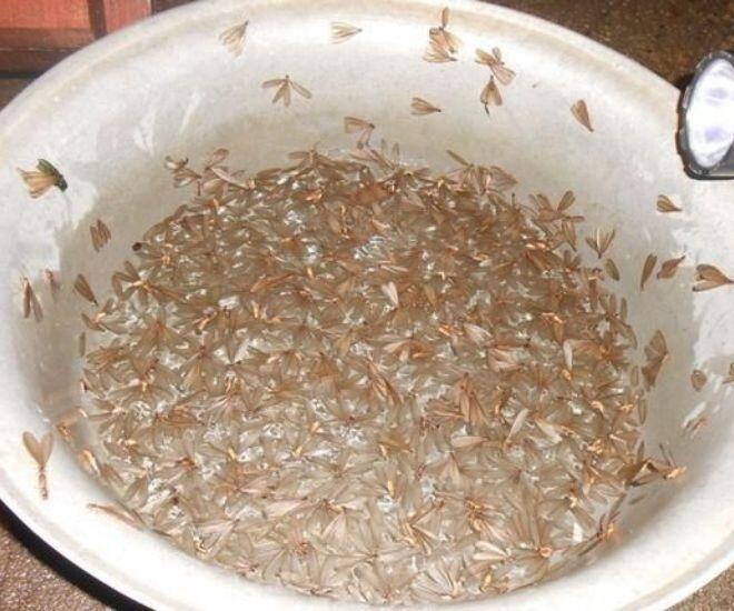 Con vật nhìn rợn gai ốc nhiều người xua đuổi lại là đặc sản của người Quảng Nam, mang hương vị của lòng hiếu thảo - 1
