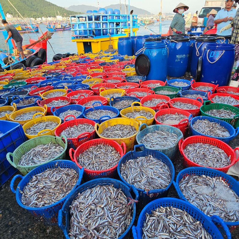 Dân địa phương mách bạn khu chợ bán hải sản cực rẻ ở Nha Trang, đảm bảo tươi ngon vừa đánh bắt từ biển lên - 3
