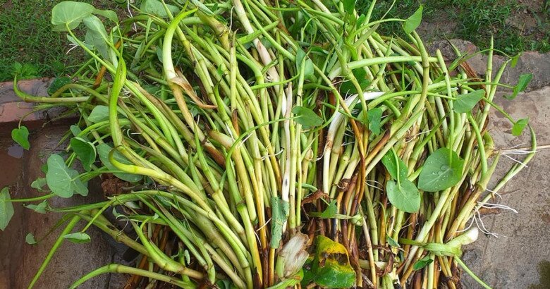 Thứ &#34;lộc trời ban&#34; xưa dân nghèo dùng để &#34;chống đói&#34; nay lại thành đặc sản, dân sành ăn mới biết cách chế biến - 6