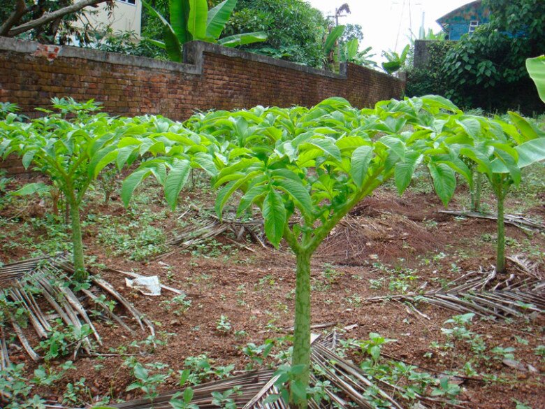 Thứ tưởng chỉ vứt đi lại là đặc sản xứ Huế, xưa giúp dân nghèo &#34;cứu đói&#34; nay thành món ngon được người sành ăn lùng tìm - 3