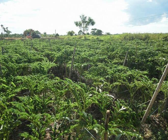 Thứ tưởng chỉ vứt đi lại là đặc sản xứ Huế, xưa giúp dân nghèo &#34;cứu đói&#34; nay thành món ngon được người sành ăn lùng tìm - 1