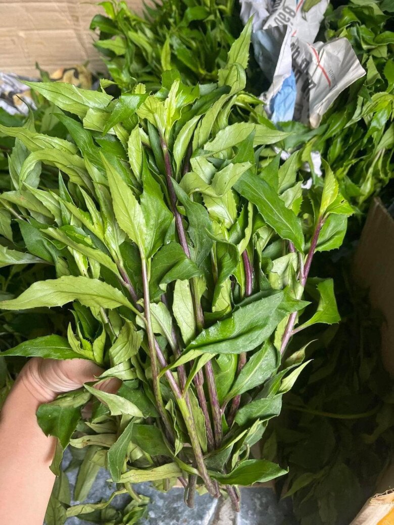 Loại rau rừng mọc đầy không ai hái, nay là đặc sản vì vị ngọt giòn, được giới sành ăn săn lùng - 2