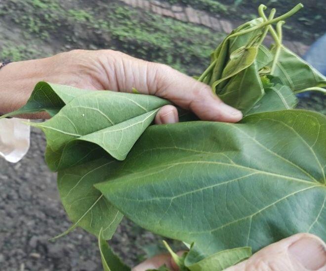 Thứ lá tưởng độc chết người lại có thể ăn được, chỉ để dùng đãi khách quý hoặc dịp lễ Tết mới được ăn - 1