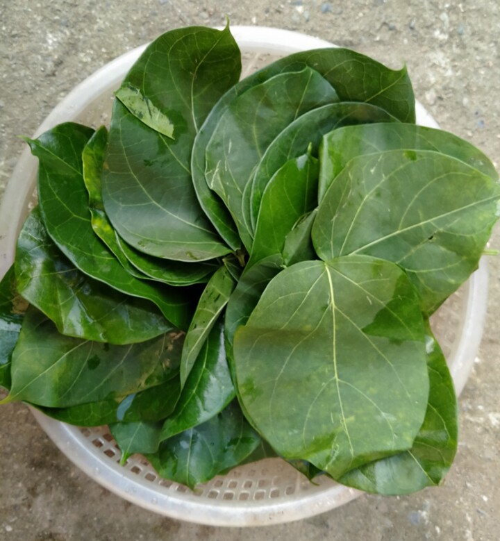 Thứ lá tưởng độc chết người lại có thể ăn được, chỉ để dùng đãi khách quý hoặc dịp lễ Tết mới được ăn - 2