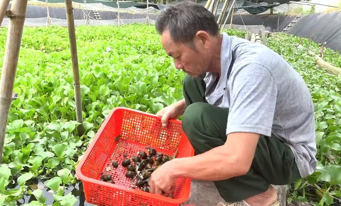 Bỏ việc kỹ sư về quê nuôi con vật “hiền như cục đất”, đẻ sòn sòn bán không kịp, anh nông dân bỏ túi trăm triệu đồng - 2