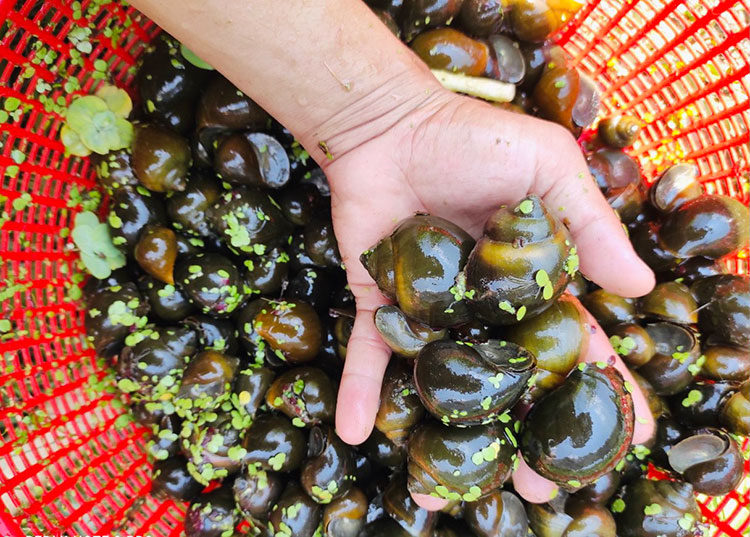 Bỏ việc kỹ sư về quê nuôi con vật “hiền như cục đất”, đẻ sòn sòn bán không kịp, anh nông dân bỏ túi trăm triệu đồng - 3