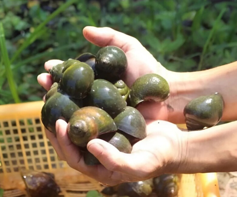 Bỏ việc kỹ sư về quê nuôi con vật “hiền như cục đất”, đẻ sòn sòn bán không kịp, anh nông dân bỏ túi trăm triệu đồng - 1