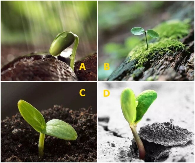 Trắc nghiệm: Cuộc hôn nhân của bạn sẽ kéo dài được bao lâu? Chọn một cây non là biết ngay - 1