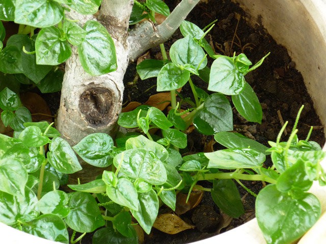 Cây dại mọc bờ rào xưa không ai biết đến, giờ thành đặc sản có hương vị lạ giá 100.000 đồng/kg, tốt cho mẹ bầu - 2