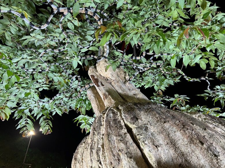 Cây hoa mọc dại bờ rào lên chậu thành bonsai đẹp lạ, có chậu &#34;siêu khủng&#34; chủ nhân định giá hơn 2 tỷ đồng - 2