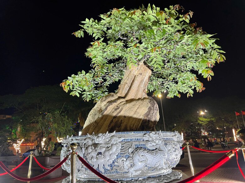 Cây hoa mọc dại bờ rào lên chậu thành bonsai đẹp lạ, có chậu &#34;siêu khủng&#34; chủ nhân định giá hơn 2 tỷ đồng - 3