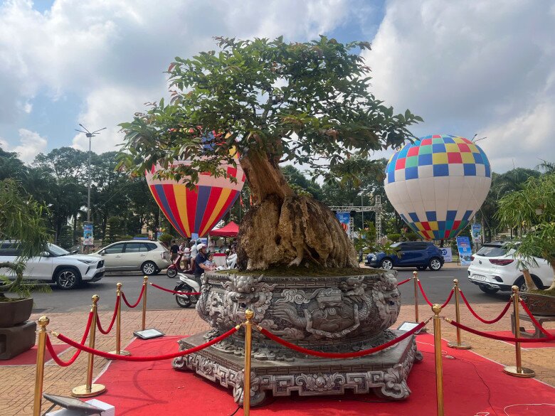 Cây hoa mọc dại bờ rào lên chậu thành bonsai đẹp lạ, có chậu &#34;siêu khủng&#34; chủ nhân định giá hơn 2 tỷ đồng - 4