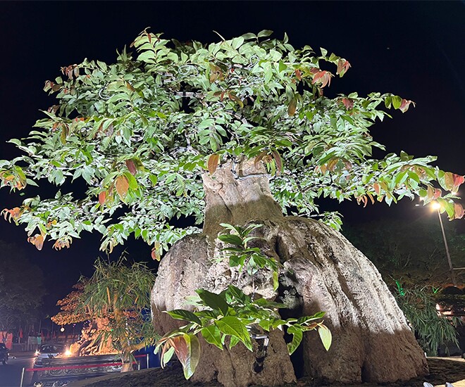 Cây hoa mọc dại bờ rào lên chậu thành bonsai đẹp lạ, có chậu &#34;siêu khủng&#34; chủ nhân định giá hơn 2 tỷ đồng - 1