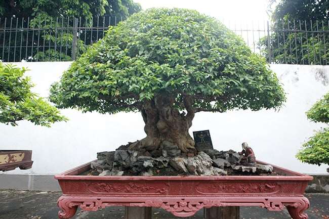 Cây hoa mọc dại bờ rào lên chậu thành bonsai đẹp lạ, có chậu &#34;siêu khủng&#34; chủ nhân định giá hơn 2 tỷ đồng - 5