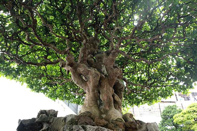 Cây hoa mọc dại bờ rào lên chậu thành bonsai đẹp lạ, có chậu &#34;siêu khủng&#34; chủ nhân định giá hơn 2 tỷ đồng - 6