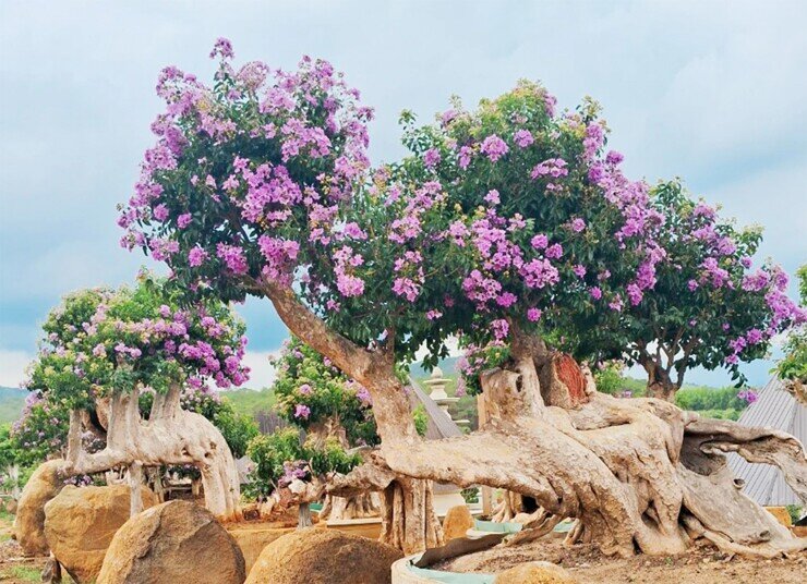 Cây hoa mọc dại bờ rào lên chậu thành bonsai đẹp lạ, có chậu &#34;siêu khủng&#34; chủ nhân định giá hơn 2 tỷ đồng - 7