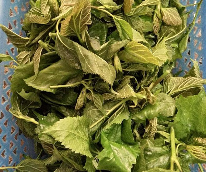 Cây trồng làm hàng rào ở quê thành đặc sản có hương vị lạ được người thành phố ưa chuộng, quý như &#34;nhân sâm&#34;, tốt cho sức khỏe - 1