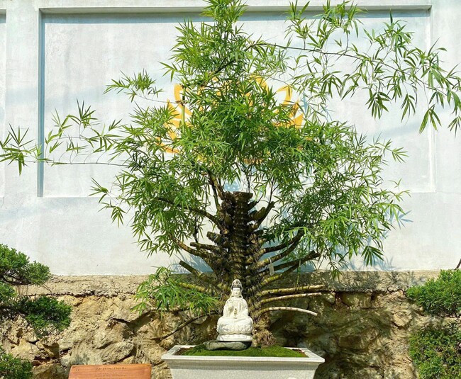 9X Bắc Giang biến cây dại mọc bờ bụi ở làng quê thành kiệt tác bonsai, có cây khách trả 500 triệu vẫn chưa đồng ý bán - 5