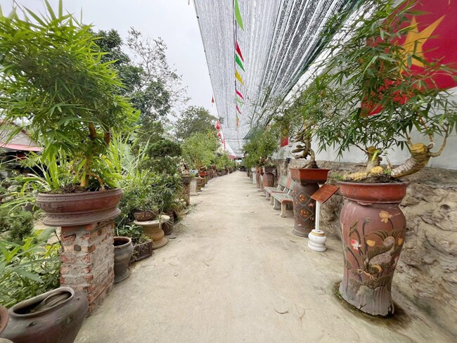 9X Bắc Giang biến cây dại mọc bờ bụi ở làng quê thành kiệt tác bonsai, có cây khách trả 500 triệu vẫn chưa đồng ý bán - 3