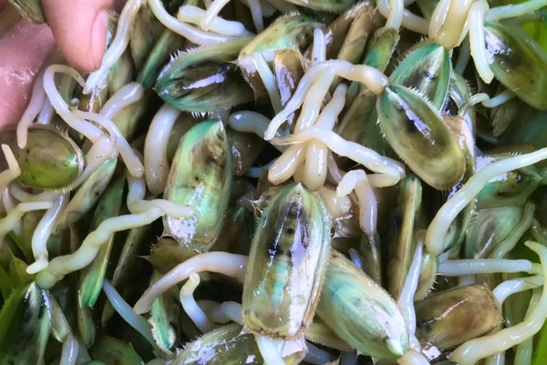 Đặc sản Hải Phòng chui lên từ bùn đất, xưa không ai ngó ngàng nay dân thành phố ưa chuộng vì hương vị lạ, 150.000 đồng/kg - 2