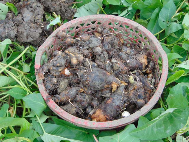 Đặc sản xưa mọc bờ bụi người nghèo ăn &#34;cứu đói&#34;, nay thành món khoái khẩu ở thành phố vì hương vị lạ, tốt cho sức khỏe - 2