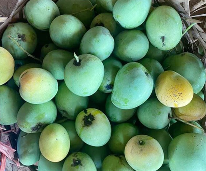 Loại quả xưa chín rụng đầy không ai ngó ngàng, nay thành đặc sản dân thành phố thích mê vào mùa hè, tốt cho bà bầu - 1