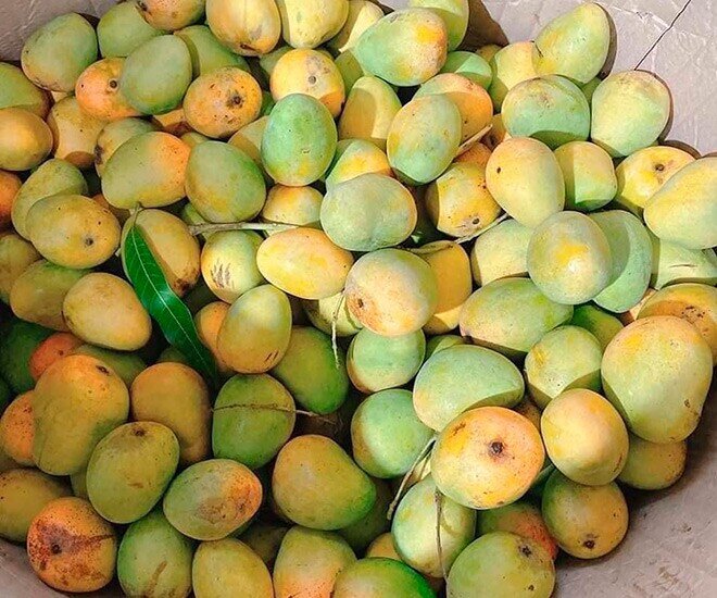 Loại quả xưa chín rụng đầy không ai ngó ngàng, nay thành đặc sản dân thành phố thích mê vào mùa hè, tốt cho bà bầu - 2