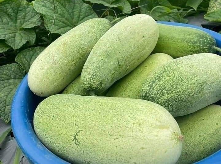 Loại quả xưa có đầy không ai ngó ngàng, nay thành đặc sản người thành phố ưa chuộng vì hương vị lạ, 40.000 đồng/kg - 3
