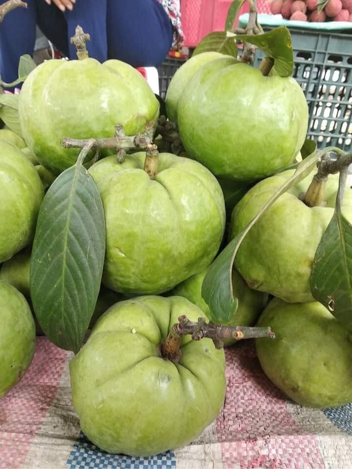 Loại quả xưa không ai ngó ngàng, nay thành đặc sản mùa hè dân thành phố tranh nhau mua vì hương vị lạ, 180.000 đồng/kg - 2