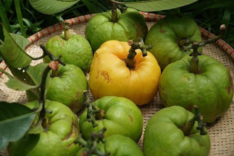 Loại quả xưa không ai ngó ngàng, nay thành đặc sản mùa hè dân thành phố tranh nhau mua vì hương vị lạ, 180.000 đồng/kg - 1