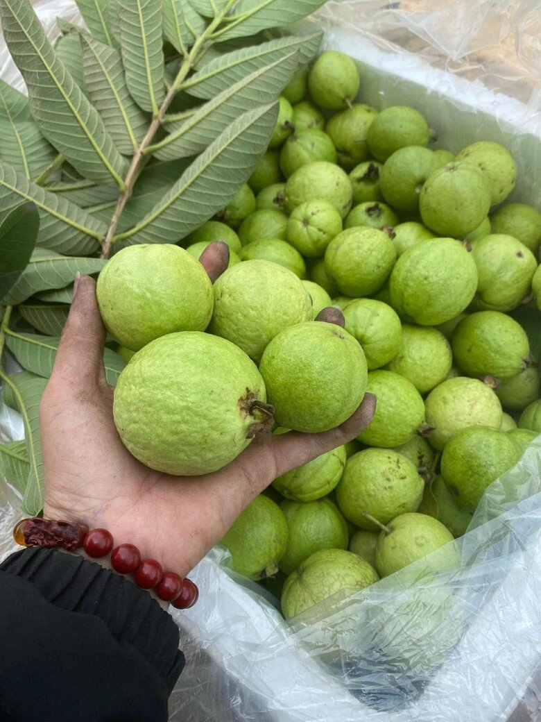 Loại quả xưa rụng đầy không ai ăn, nay thành đặc sản có hương vị đặc biệt giá 40.000 đồng/kg, tốt cho bà bầu - 2