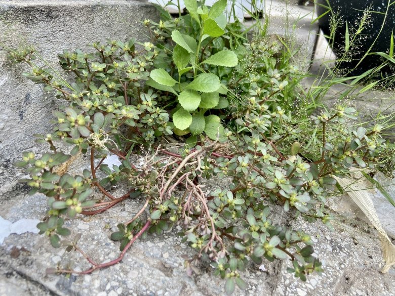 Loại cây được gọi là "rau trường thọ", người Mỹ, Trung Quốc đều lùng ăn, người Việt lại nhổ bỏ không thương tiếc - 3