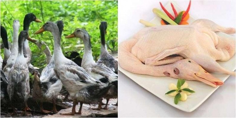 5 cách làm vịt nấu chao ngon, thơm nức, béo ngậy mà không hề bị hôi - 2