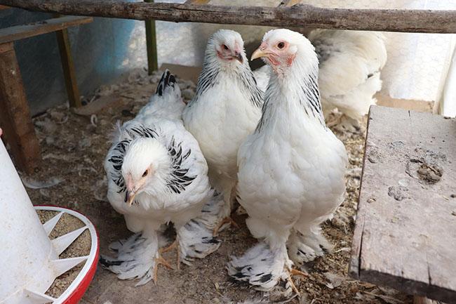 "Vua của các loại gà" có giá 15 triệu/1 con, nhiều con nặng tới 18kg, muốn mua phải đặt trước cả tháng