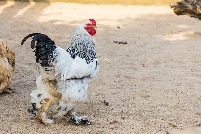 "Vua của các loại gà" có giá 15 triệu/1 con, nhiều con nặng tới 18kg, muốn mua phải đặt trước cả tháng