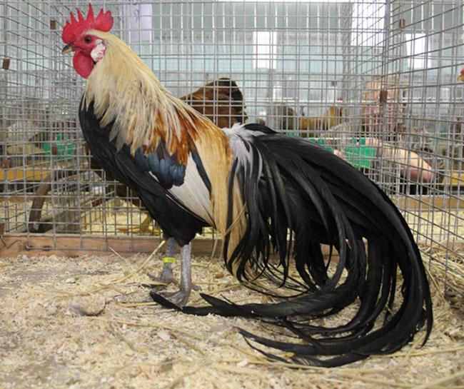 Ngắm nhìn giống gà có đuôi dài nhất Thế giới, có giá lên đến hàng trăm triệu đồng mỗi con