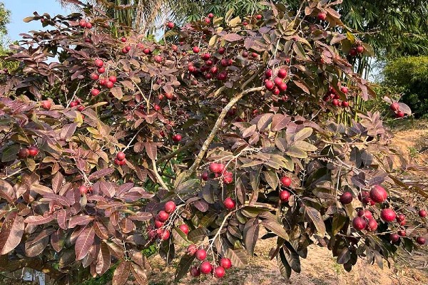 Nghề trồng loại quả độc nhất vô nhị chỉ có ở Việt Nam, từng đắt gấp đôi quả thông thường, nay lại rớt giá bất ngờ