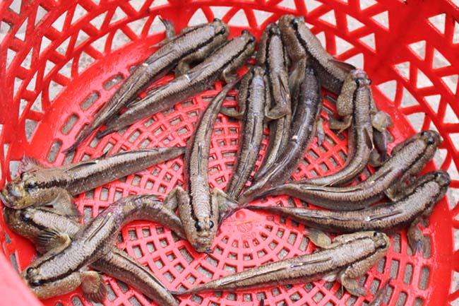 Loài cá biết leo cây và “chạy bộ”, thịt rất ngon, là đặc sản trứ danh Thanh Hóa, giá 200.000 đồng/kg - 10
