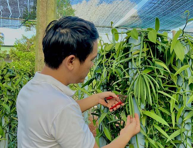 Việt Nam trồng thành công “siêu” hương liệu cho nhiều món ăn, giá bán lên tới 20 triệu đồng/kg