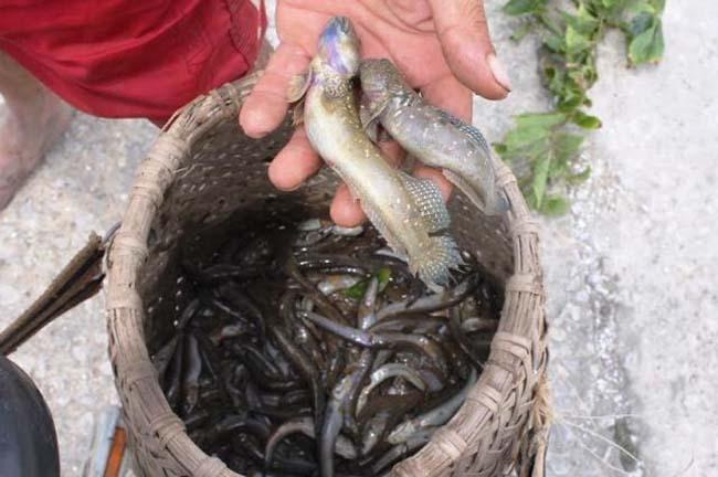 Loài cá biết leo cây và “chạy bộ”, thịt rất ngon, là đặc sản trứ danh Thanh Hóa, giá 200.000 đồng/kg - 6