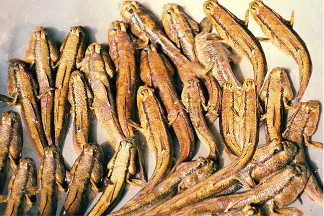 Loài cá biết leo cây và “chạy bộ”, thịt rất ngon, là đặc sản trứ danh Thanh Hóa, giá 200.000 đồng/kg - 9