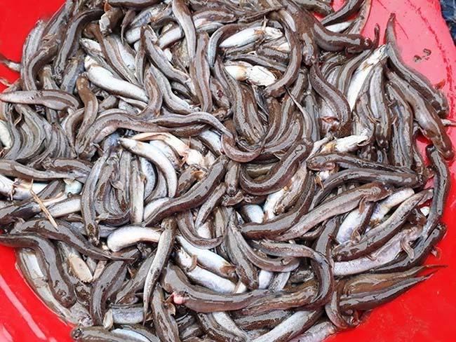 Loài cá biết leo cây và “chạy bộ”, thịt rất ngon, là đặc sản trứ danh Thanh Hóa, giá 200.000 đồng/kg - 8
