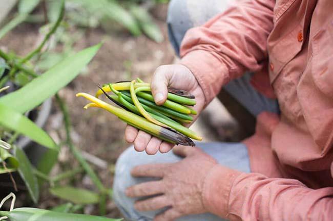 Việt Nam trồng thành công “siêu” hương liệu cho nhiều món ăn, giá bán lên tới 20 triệu đồng/kg