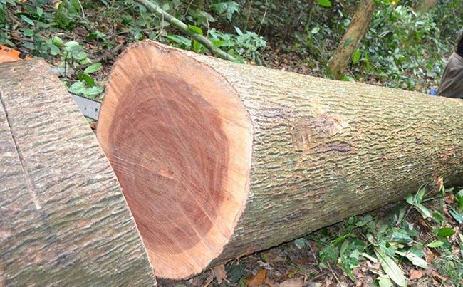 Ở Việt Nam loại gỗ được xem là “báu vật”, giá lên tới cả tỷ đồng, thương lái Trung Quốc săn lùng ráo riết