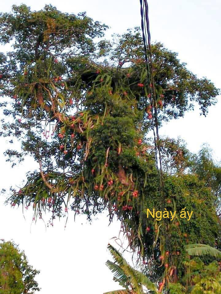 Cây thanh long cổ thụ quả mọc sai trĩu từ gốc đến ngọn: Trái chín đỏ rực cả một góc làng, được chia sẻ rần rần trên MXH