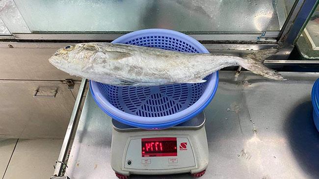 Loài cá cực ngon, nghe tên thì rất &#34;nhạy cảm&#34;, nhiều người tò mò mua ăn thử, giá bán 150.000 đồng/kg - 7